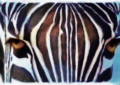 zebra 4_1